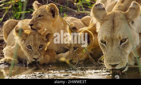  Kalahari Lion! - A Tale Echoing Ancient Wisdom and Courageous Spirits.